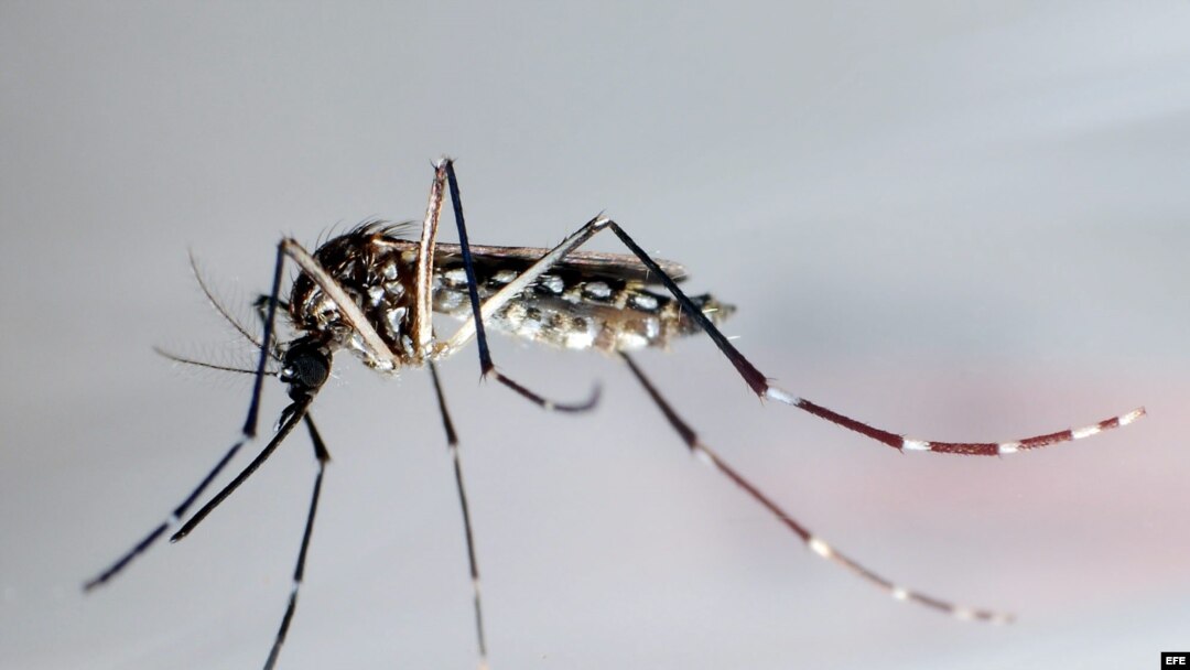 Mosquito trasmisor del dengue, "Aedes Aegypti"