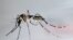 El mosquito Aedes Aegypti, transmisor del dengue.