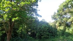 La Ceiba y Lidia Cabrera