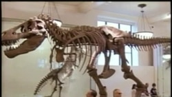 El Museo de Historia Natural es una institución emblemática de la Gran Manzana