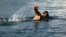 La nadadora australiana de aguas abiertas Chloe McCardel, se lanza al mar, hoy, miércoles 12 de junio de 2013, desde La Habana (Cuba) sin la protección de una jaula contra tiburones, con el reto de cruzar el Estrecho de Florida en unas 60 horas y llegar a