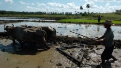 Campesinos cubanos esperan aún por el pago de su cosecha