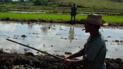 Campesinos cubanos: los obstáculos, las esperanzas