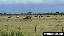 Reporta Cuba /foto Nilo Alejandro reses Ciego de Avila