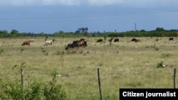 Reporta Cuba Reses Llanura Ciego de Ávila-Morón. Foto: Nilo Alejandro.
