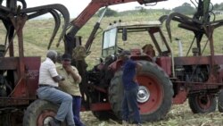 La industria azucarera en cuba y el declive actual