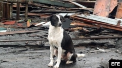 Perro junto a una casa totalmente destruida en el municipio de Santa Cruz del Norte, al este de La Habana.