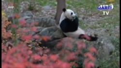 Washington se despide del panda Bei Bei