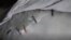 El cadáver de Boudé Morales, de 55 años, fue protegido con hielo por amigos y familiares y envuelto en un nylon para prevenir su descomposición ante la demora del coche fúnebre (Foto: tomada de un video de Ismael Ávila Romero).