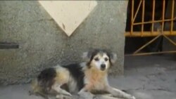 Desde adentro: Animales Callejeros