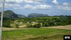 El Valle de Viñales recibió unos 600.000 visitantes en 2017, según cifras oficiales.