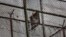 El dirigente político de oposición Leopoldo Lopez se asoma por una ventana de su celda en la Prisión Militar de Ramo Verde, desde donde saluda a su esposa, Lilian Tintori y su madre, Antonieta Mendoza de López, el sábado 15 de noviembre del 2014, en la ciudad de los Teques, Venezuela. 