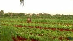 Crisis en el sector agrícola cubano