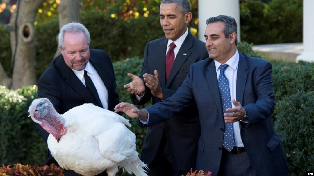 El pavo del Día de Acción de Gracias miércoles 25 de noviembre de 2015