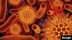 El anticuerpo desarrollado eliminó en una semana las células de leucemia en ratones. 