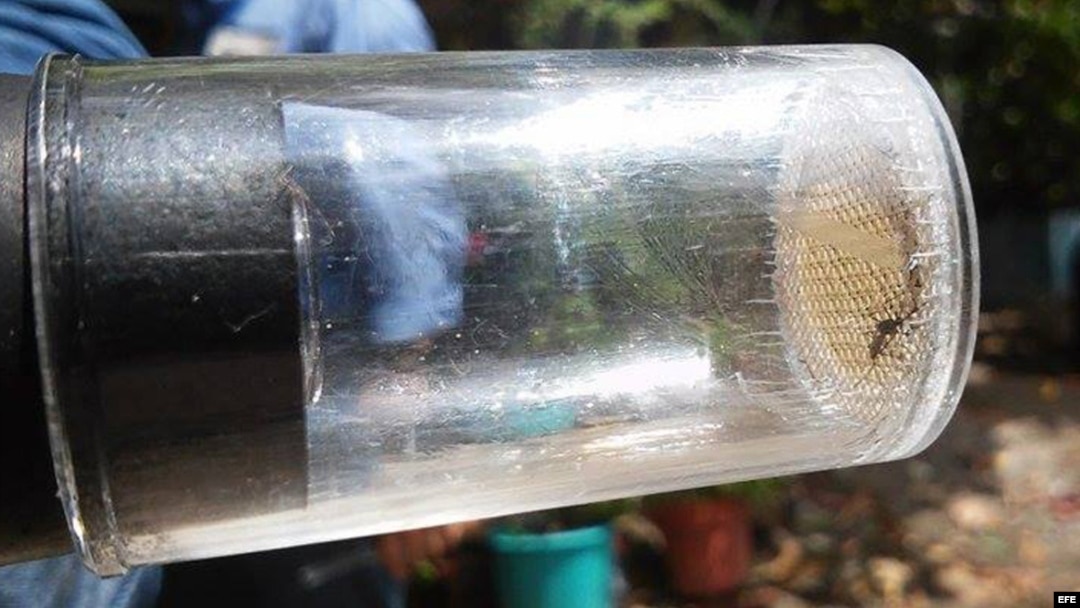 Un mosquito capturado por autoridades sanitarias en Ciudad de México. EFE