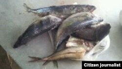 Reporta cuba /dieta para enfermos de SIDA / foto Janny Dachel