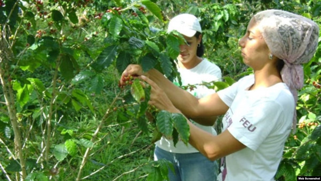 Cafetales Cuba