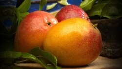 "Viaje alrededor de un mango"