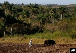 Un campesino ara un campo con bueyes en una finca a las afueras de La Habana. (AP/Desmond Boylan)