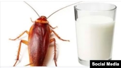 Imagen que acompaña el post de Radio Guamá en Facebook sobre el artículo acerca de la "leche de cucaracha".