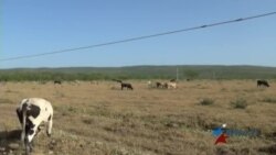 La sequía afecta la industria ganadera en Cuba