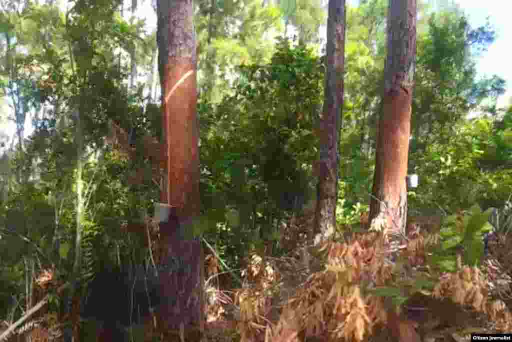 Pinares donde recogen las resinas los obreros&nbsp;