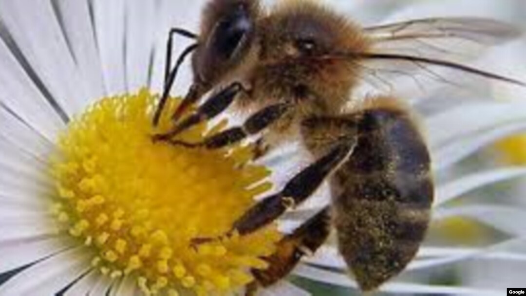 La exposición a los pesticidas redujo la densidad de abejas silvestres.