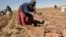 Una campesina de origen aimara participa en la recolección de papas