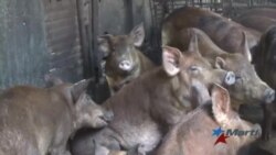 Corrales urbanos resuelven el sustento de vecinos de Nuevitas