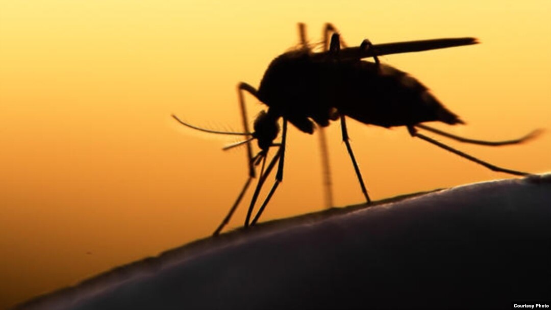 Los tres primeros casos de Zika detectados en Cuba ocurrieron en personas que viajaron desde Venezuela.
