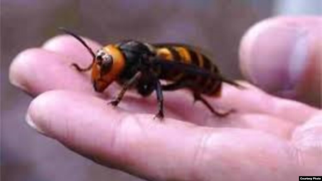 Un estudio subraya que algunas especies no resistirán el incremento en las temperaturas.