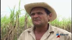 ¿Por qué la zafra azucarera cubana va de mal en peor?