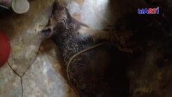 El científico Ariel Ruíz Urquiola no se presentó ante el Tribunal