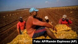 Campesinos recogen papas en Güines. AP Photo/Ramon Espinosa