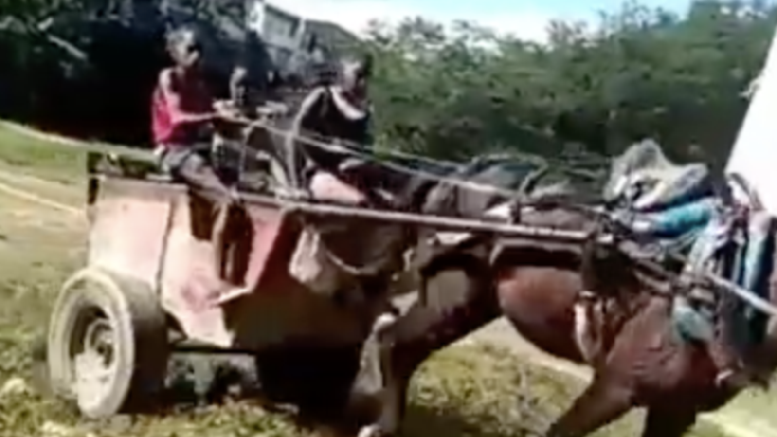 Un video de la UNPACU, divulgado en 2021, mostró a niños vendiendo lechugas en un carretón de caballo.