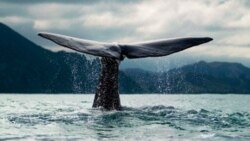 Moby Dick
