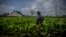 Un productor de tabaco en Pinar del Río, Cuba. (AP Photo/Ramon Espinosa/File)