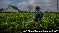 Un productor de tabaco en Pinar del Río. (AP/Ramón Espinosa)