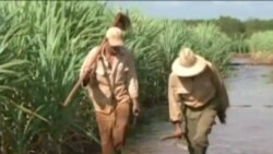 Ponen en vigor en Cuba nuevo decreto sobre tierras ociosas