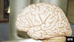 Foto de archivo de un cerebro.