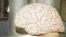 Foto de archivo de un cerebro.