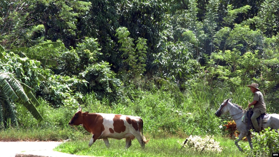 Un campesino pastorea una vaca en La Habana (Cuba). 