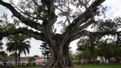 La ceiba, la araña, la Virgen y el Niño