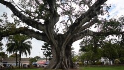 La ceiba, la araña, la Virgen y el Niño