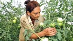 Al habla mujeres campesinas del Oriente de Cuba