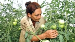 Dia de la mujer campesina cubana.