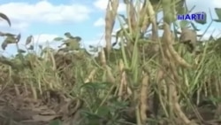 Escasez de frijoles se suma a la crisis en Cuba