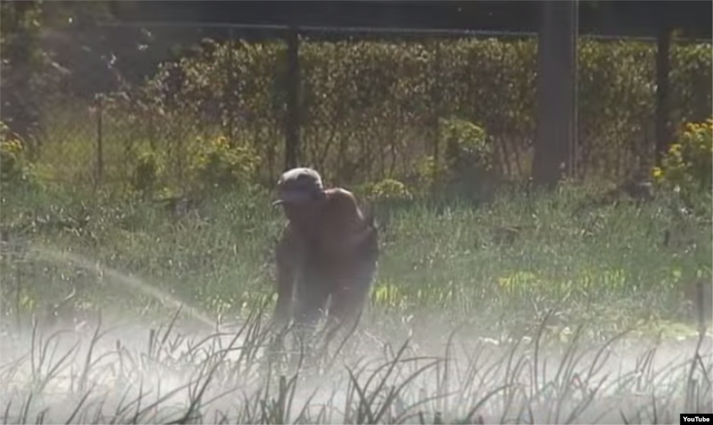 Reporta Cuba. Intensa sequía afecta a toda la isla.