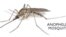 El parásito del mosquito Anopheles causa unas 700-mil muertes al año, mayormente en Africa e India.